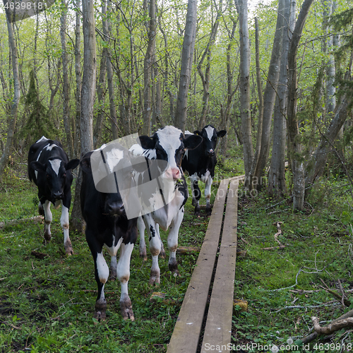 Image of Curious black and white cattle by a trail