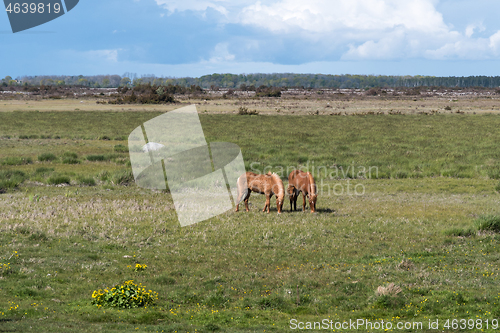 Image of Grazing horses in a wide plain grass landscape