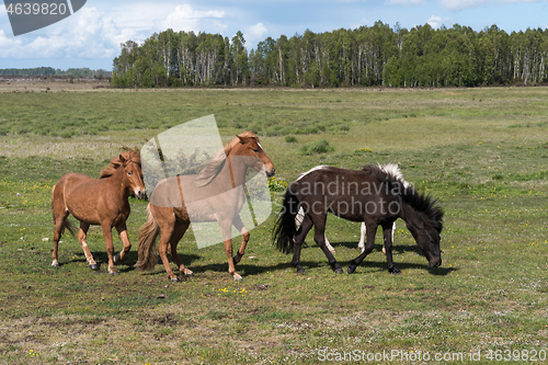 Image of Herd with horses in a green landscape