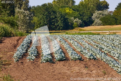 Image of Agricultural cabbage field