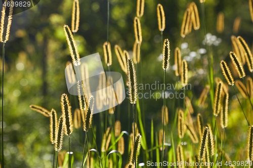 Image of Meadow with backlit green plants