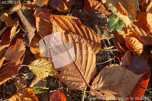 Image of Fallen autumn leaves