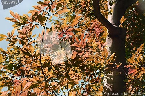 Image of Autumn forest detail