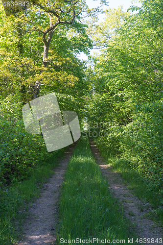 Image of Country road surrounded by lush green foliage