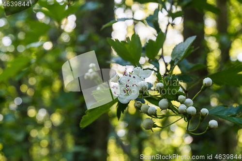 Image of Hawthorn flower closeup