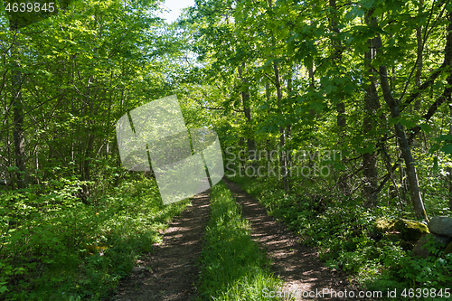 Image of Country road straight into the lush greenery