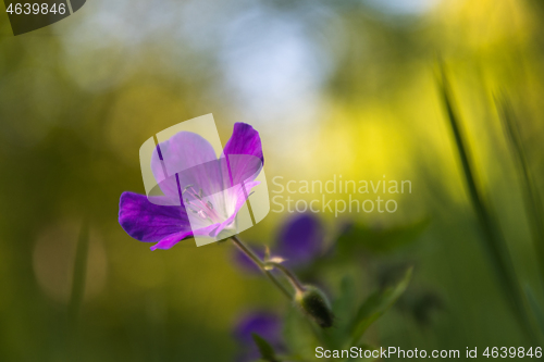 Image of Close up image of a beautiful purple summer flower