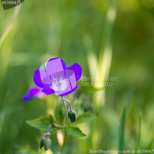 Image of Beautiful purple summer flower close up