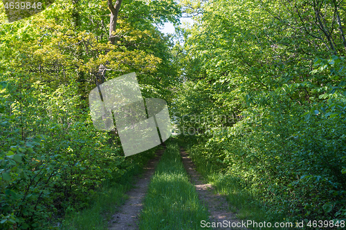 Image of Tunnel of lush green foliage by a country road