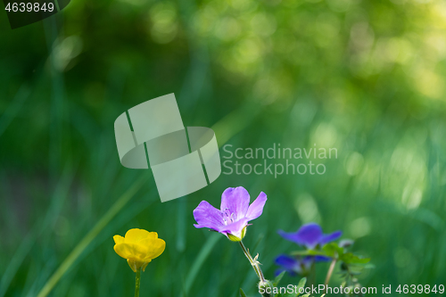 Image of Bright summer flowers closeup