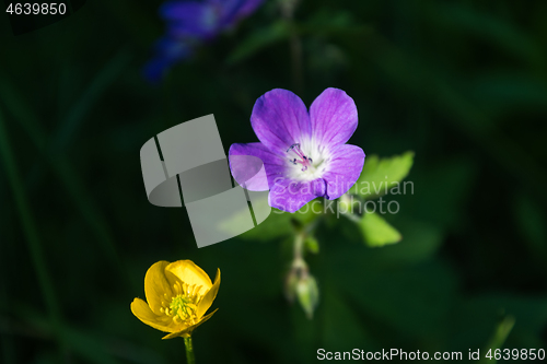 Image of Purple and yellow summer flowers