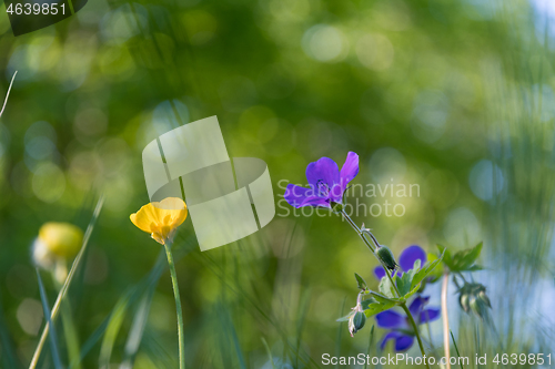 Image of Blue and yellow summer flowers