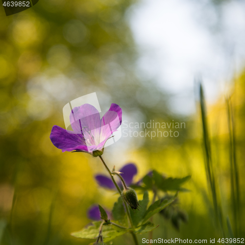 Image of Purple summer flower close up