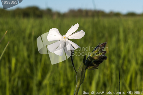 Image of White Campion flower close up