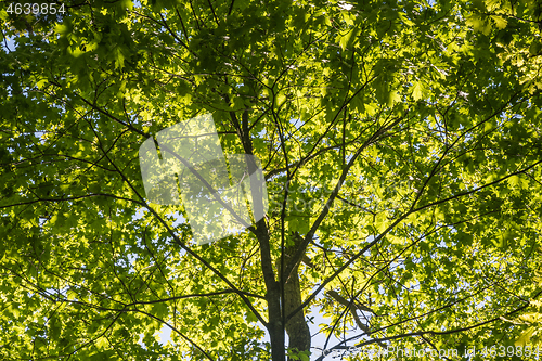 Image of Lush tree top foliage