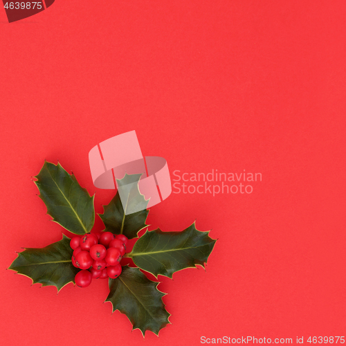 Image of Winter and Christmas Holly with Red Berry Cluster