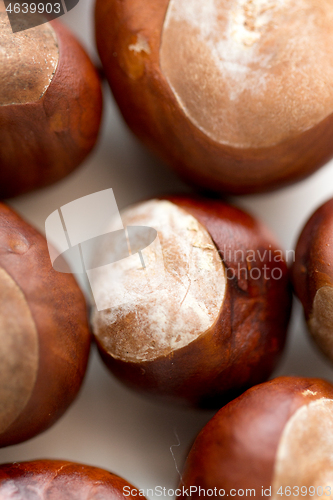 Image of close up of horse chestnuts on white background