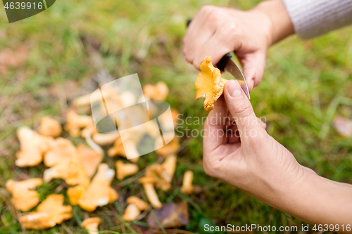 Image of hands cleaning mushrooms by knife in forest