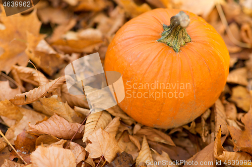 Image of pumpkin on foliage at autumn park