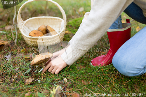 Image of woman picking mushrooms in autumn forest