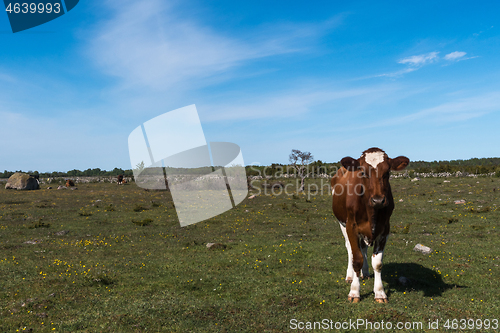 Image of Brown cow standing in a colorful grassland