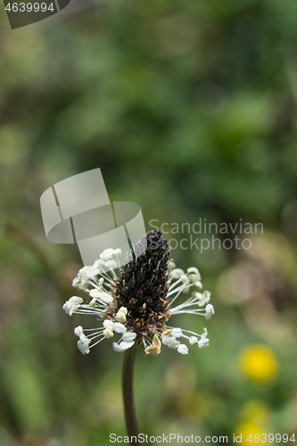Image of Ribwort Plantain flower head closeup