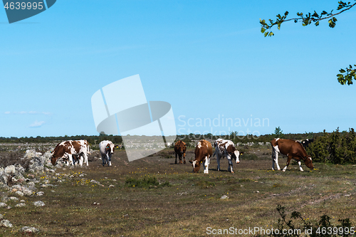 Image of Grazing cattle herd in a plain grassland