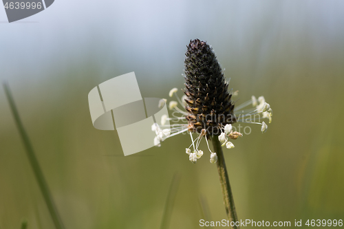 Image of Lambs Tounge flowerhead closeup