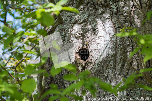 Image of Bird nest in a tree trunk