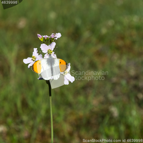 Image of Aurora butterfly on a pink flower