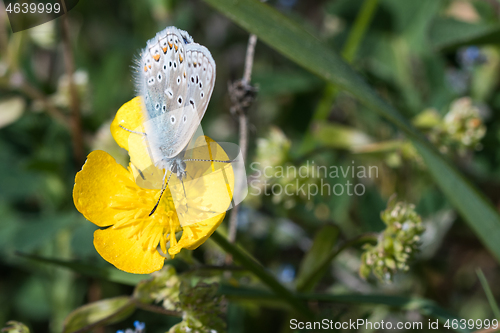 Image of Common blue butterfly on a yellow flower closeup