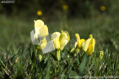 Image of Dragons teeth flowers close up