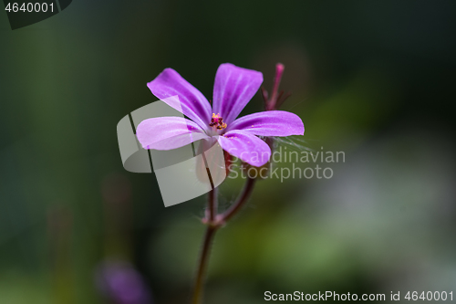 Image of Tiny purple flowerhead closeup