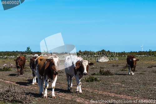 Image of Herd with young cows walking in a grassland