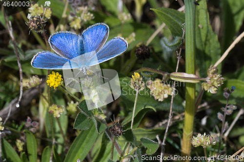 Image of Common Blue Butterfly closeup