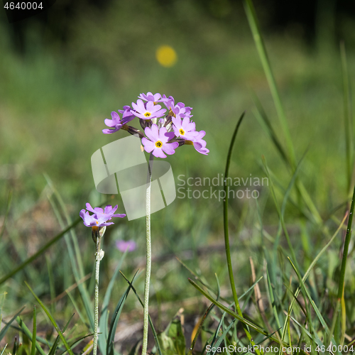 Image of Blossom Bird\'s-eye primrose close up