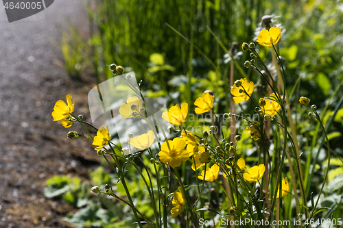 Image of Backlit Buttercups by roadside