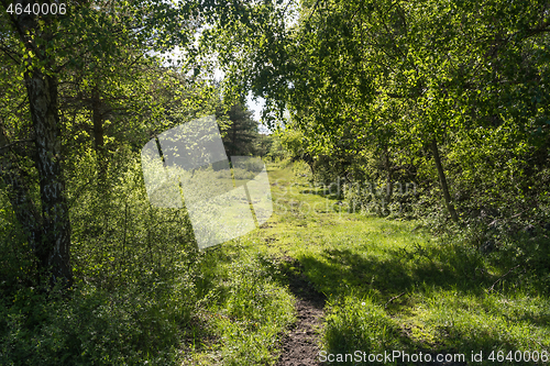 Image of Cattle path in a lush foliage
