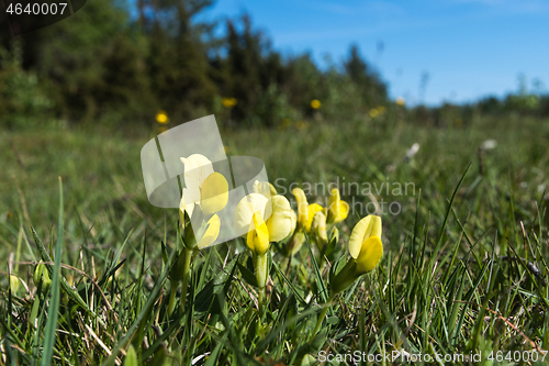 Image of Dragons teeth flowers in a low angle view