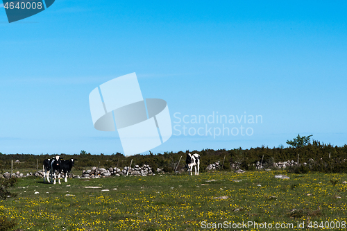 Image of Cattle in a colorful grassland