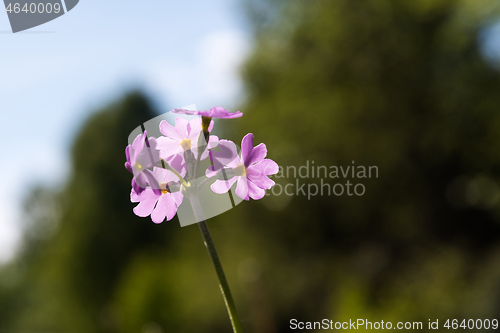 Image of Bird\'s-eye primrose flower head close up