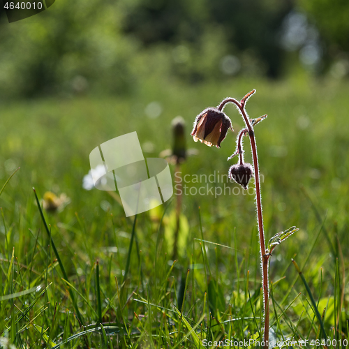 Image of Blossom Water Avens in a green meadow