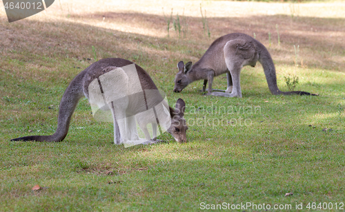 Image of Kangaroos eating grass in late afternoon