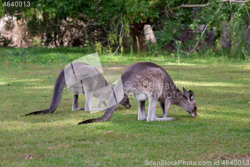 Image of Two kangaroos eating grass 