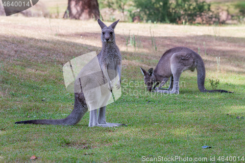 Image of Two kangaroos on a grassy patch near bush land