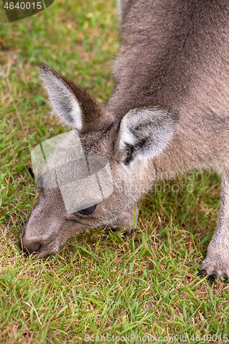 Image of Kangaroo eating grass