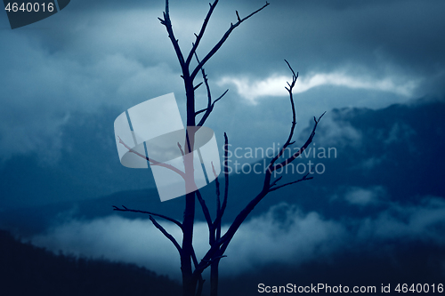 Image of Blue Mountains after bush fires