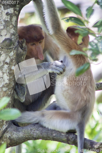 Image of Nose-Monkey in Borneo