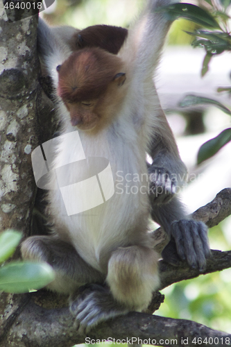 Image of Nose-Monkey in Borneo