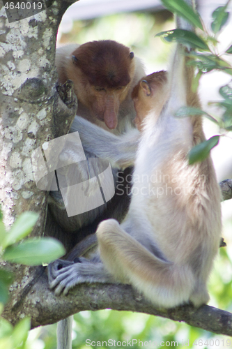 Image of Nose-Monkey in Borneo